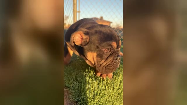 Video preview image #3 English Bulldog Puppy For Sale in ATHERTON, CA, USA