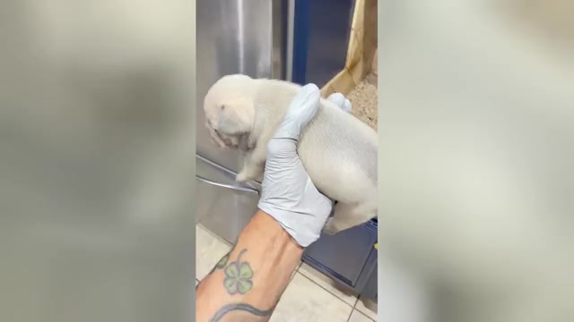 Video preview image #1 French Bulldog Puppy For Sale in CORDOVA, TN, USA