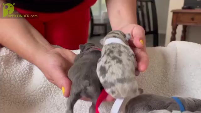 Video preview image #1 French Bulldog Puppy For Sale in ALPHARETTA, GA, USA