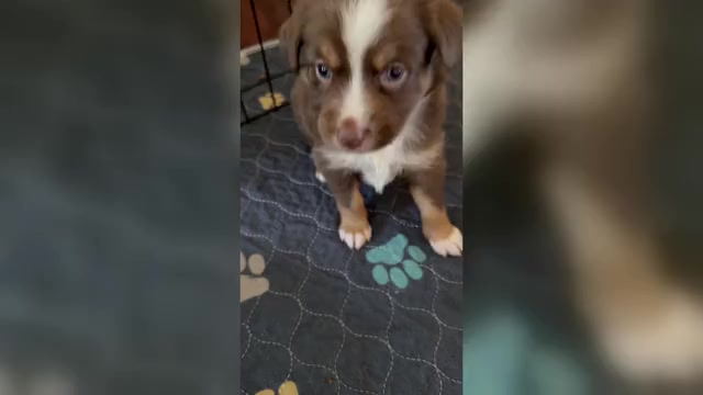 Video preview image #1 Miniature Australian Shepherd Puppy For Sale in BROOKER, FL, USA