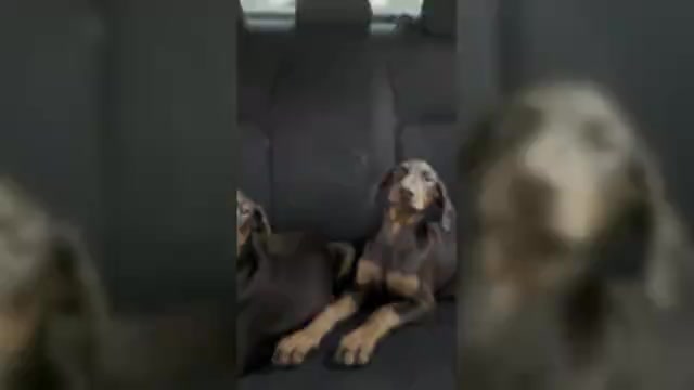 Video preview image #1 Doberman Pinscher Puppy For Sale in DALLAS, TX, USA