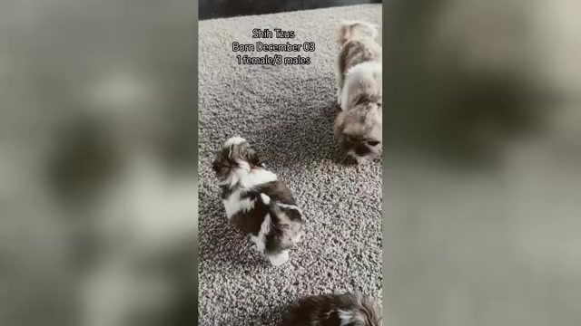 Video preview image #3 Shih Tzu Puppy For Sale in GOSHEN, IN, USA