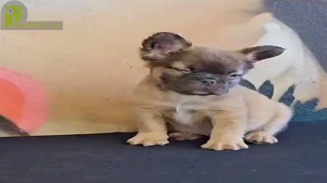 Video preview image #1 French Bulldog Puppy For Sale in HARTFORD, CT, USA