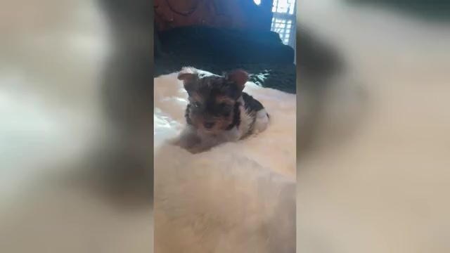 Video preview image #1 Yorkshire Terrier Puppy For Sale in FORT WORTH, TX, USA