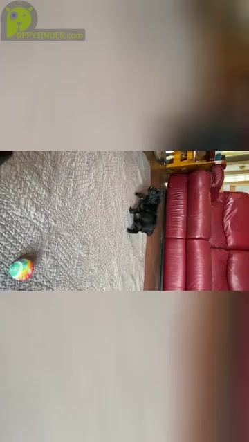 Video preview image #5 Aussiedoodle Miniature  Puppy For Sale in PURDON, TX, USA