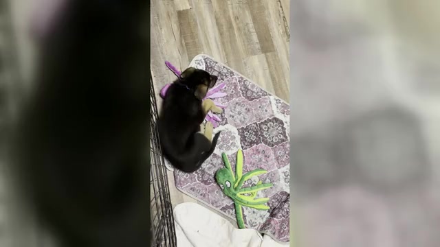 Video preview image #1 German Shepherd Dog Puppy For Sale in SACRAMENTO, CA, USA