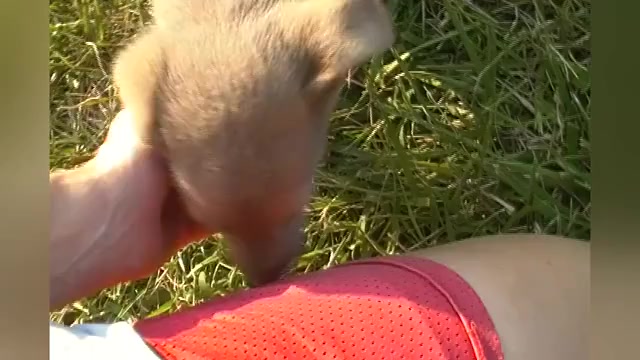 Video preview image #1 German Shepherd Dog Puppy For Sale in PIEDMONT, MO, USA