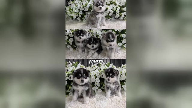Video preview image #3 Pomsky Puppy For Sale in GOSHEN, IN, USA