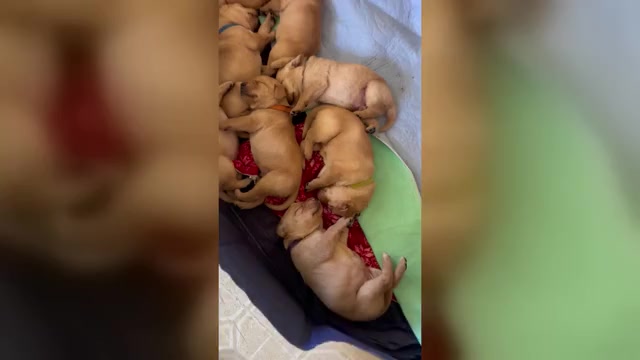 Video preview image #1 Labrador Retriever Puppy For Sale in TURLOCK, CA, USA