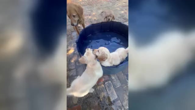 Video preview image #11 Golden Retriever Puppy For Sale in SAN MARCOS, TX, USA