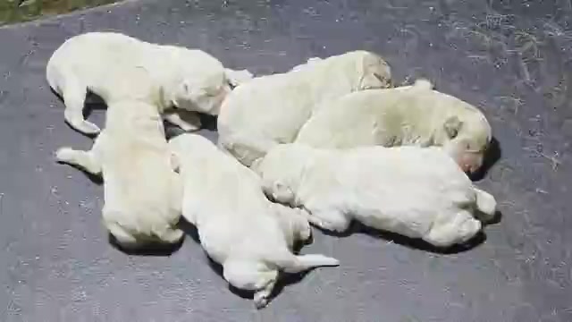 Video preview image #1 Labrador Retriever Puppy For Sale in BARDSTOWN, KY, USA