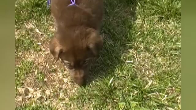 Video preview image #1 German Shepherd Dog Puppy For Sale in PIEDMONT, MO, USA