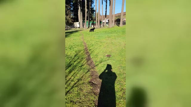 Video preview image #1 German Shepherd Dog Puppy For Sale in LAKE STEVENS, WA, USA