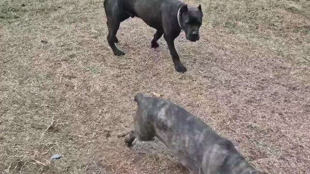 Video preview image #19 Cane Corso Puppy For Sale in COLUMBIA, SC, USA