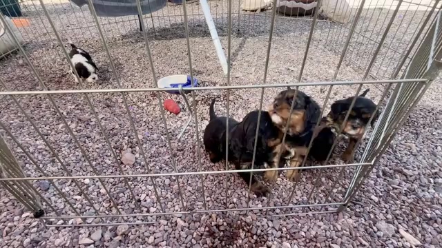 Video preview image #1 Cavalier King Charles Spaniel Puppy For Sale in ORO VALLEY, AZ, USA