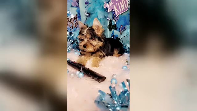 Video preview image #1 Yorkshire Terrier Puppy For Sale in HARKER HEIGHTS, TX, USA