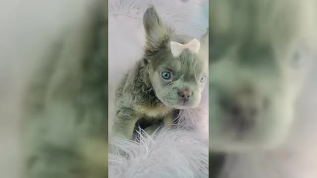 Video preview image #1 French Bulldog Puppy For Sale in DACULA, GA, USA