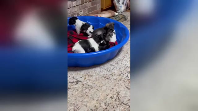 Video preview image #1 Schnauzer (Miniature) Puppy For Sale in MOUNTAIN HOME, AR, USA