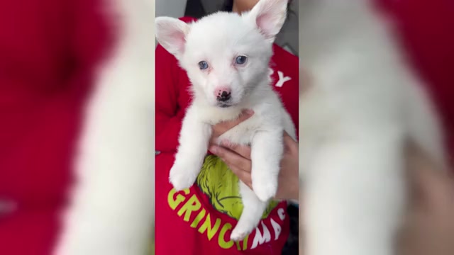 Video preview image #1 Pembroke Welsh Corgi Puppy For Sale in PHILADELPHIA, PA, USA