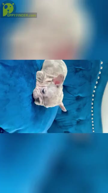 Video preview image #1 French Bulldog Puppy For Sale in VIRGINIA BEACH, VA, USA