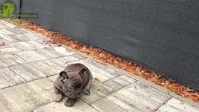 Video preview image #1 French Bulldog Puppy For Sale in BOSTON, MA, USA