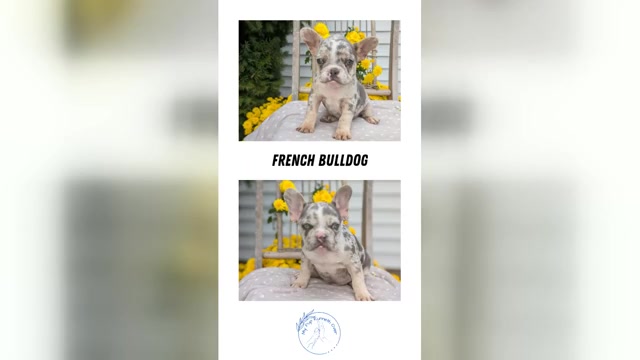 Video preview image #4 French Bulldog Puppy For Sale in GOSHEN, IN, USA