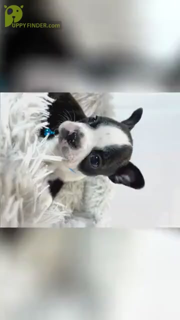 Video preview image #1 Boston Terrier Puppy For Sale in TRUSSVILLE, AL, USA