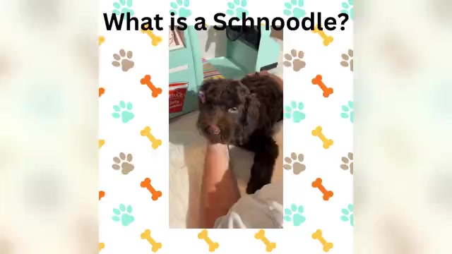 Video preview image #3  Breeder Profile in MORENO VALLEY, CA, USA