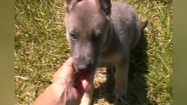 Video preview image #1 German Shepherd Dog Puppy For Sale in PIEDMONT, MO, USA