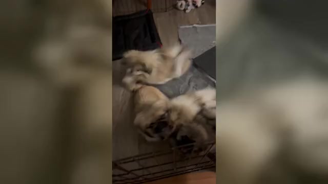 Video preview image #1 Pekingese Puppy For Sale in ANTIOCH, TN, USA