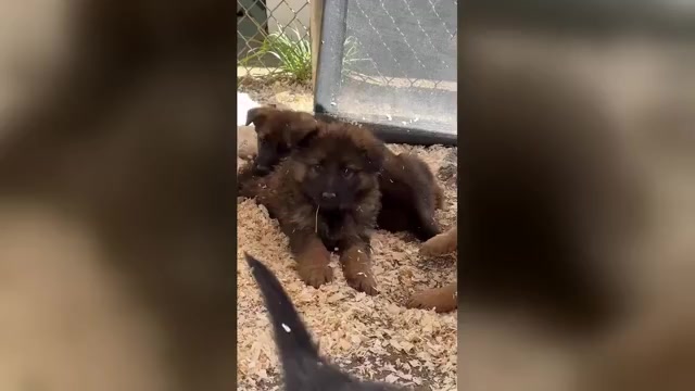 Video preview image #3 German Shepherd Dog Puppy For Sale in NEWVILLE, PA, USA