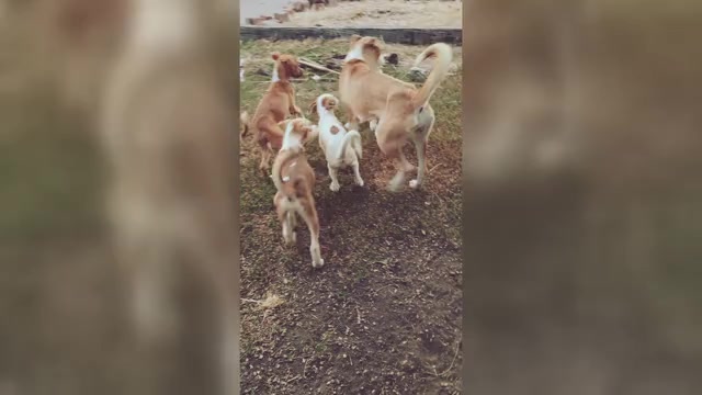 Video preview image #1 Labrador Retriever-Siberian Husky Mix Puppy For Sale in WHEAT RIDGE, CO, USA