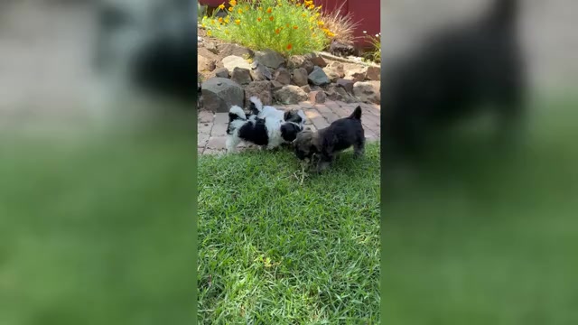 Video preview image #1 Havanese Puppy For Sale in BRISBANE, CA, USA