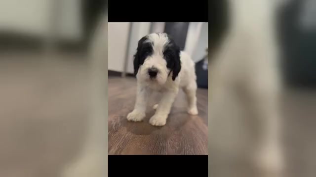 Video preview image #1 Bernedoodle-Poodle (Standard) Mix Puppy For Sale in MENIFEE, CA, USA