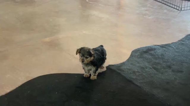 Video preview image #1 Morkie Puppy For Sale in CASSVILLE, MO, USA