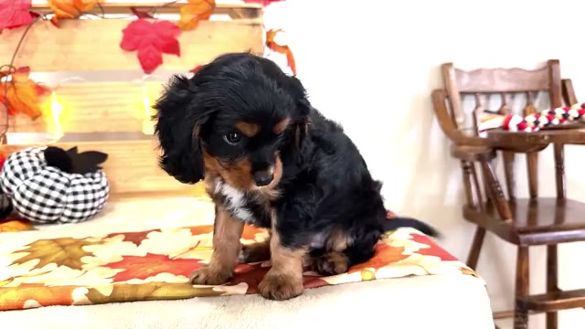 Video preview image #2 Cavalier King Charles Spaniel Puppy For Sale in WAKARUSA, IN, USA