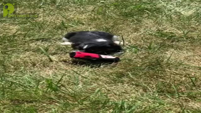Video preview image #5 Cavalier King Charles Spaniel Puppy For Sale in WARSAW, IN, USA