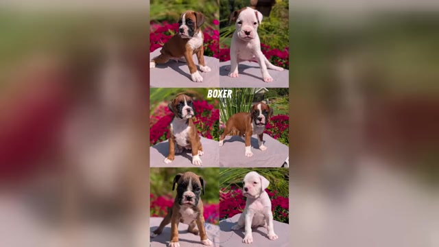 Video preview image #1 Boxer Puppy For Sale in GOSHEN, IN, USA