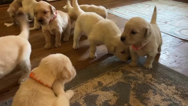 Video preview image #1 Golden Retriever Puppy For Sale in LYNCHBURG, VA, USA