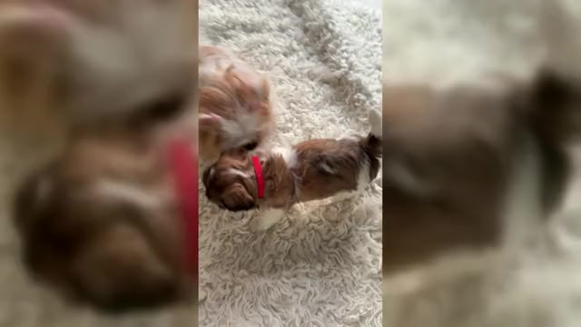 Video preview image #2 Zuchon Puppy For Sale in CLERMONT, FL, USA