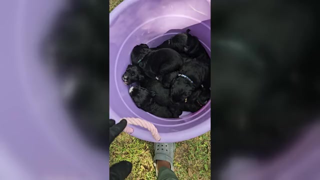 Video preview image #2 Golden Mountain Dog Puppy For Sale in CHARLOTTE, NC, USA