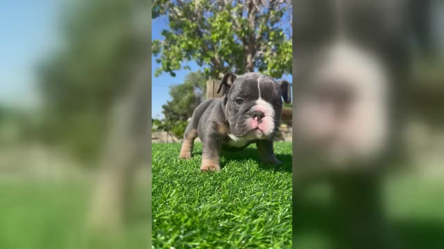Video preview image #1 English Bulldog Puppy For Sale in LOS ANGELES, CA, USA