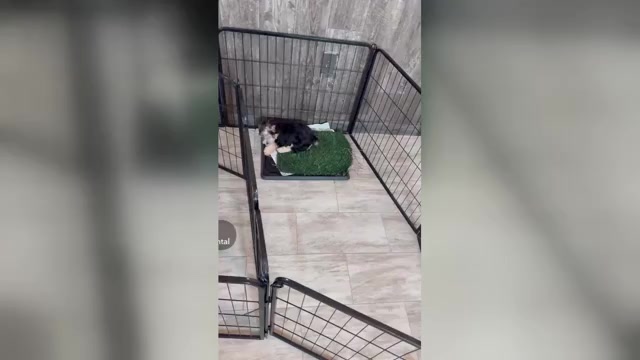 Video preview image #1 Morkie Puppy For Sale in ROCK VALLEY, IA, USA