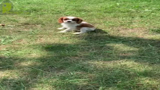 Video preview image #21 Cavalier King Charles Spaniel Puppy For Sale in WARSAW, IN, USA