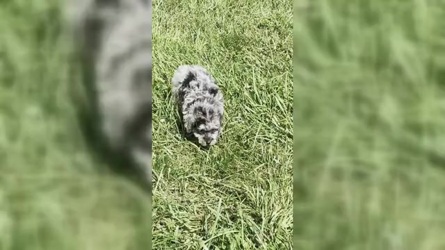 Video preview image #1 Poodle (Toy) Puppy For Sale in WARSAW, IN, USA
