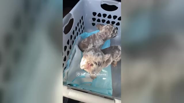 Video preview image #1 French Bulldog Puppy For Sale in SAN DIEGO, CA, USA