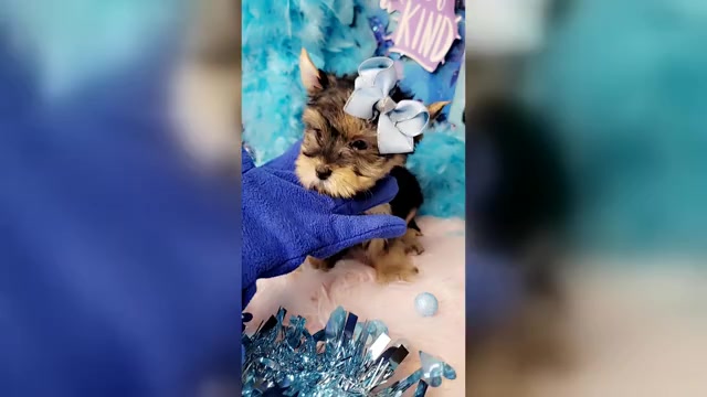 Video preview image #2 Yorkshire Terrier Puppy For Sale in HARKER HEIGHTS, TX, USA
