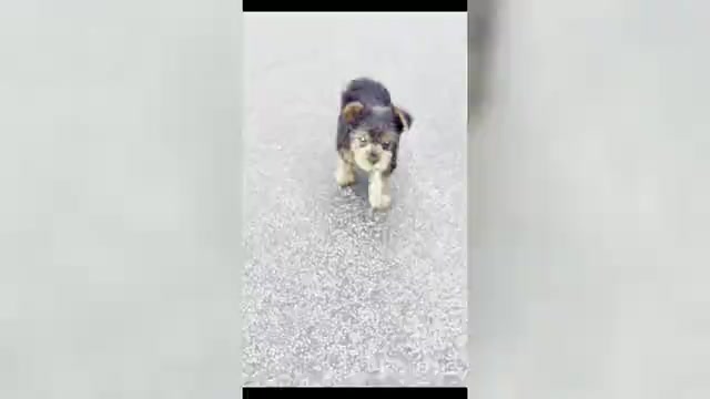 Video preview image #29 Yorkshire Terrier Puppy For Sale in WARSAW, IN, USA