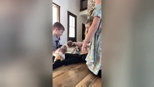 Video preview image #2  Breeder Profile in JACKSON, OH, USA