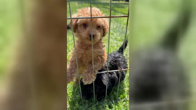 Video preview image #1 Poodle (Toy) Puppy For Sale in READING, PA, USA